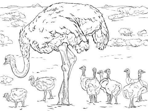 Ostrich With Chicks Coloring Page